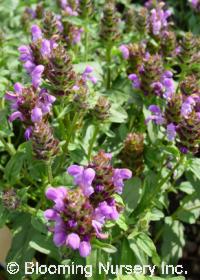 Prunella laciniata 'Blue Form'